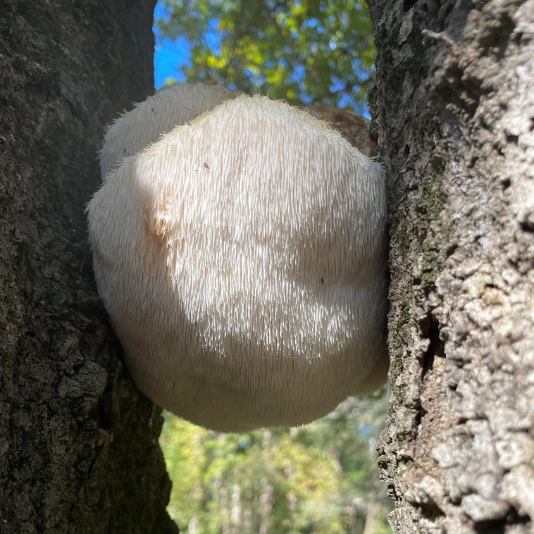 16 грибов, которые убедят вас в том, что гулять по лесу может быть интереснее, чем смотреть фантастику