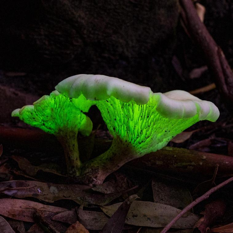 16 грибов, которые убедят вас в том, что гулять по лесу может быть интереснее, чем смотреть фантастику