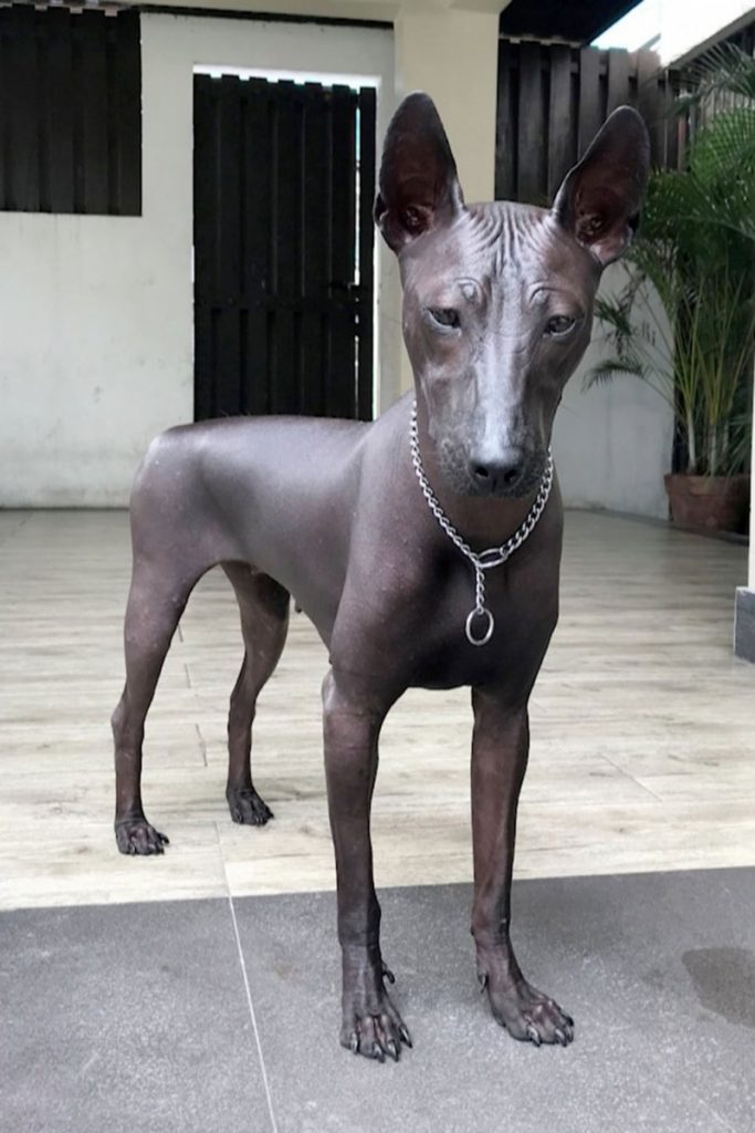 Кто на фото: статуя или собака?