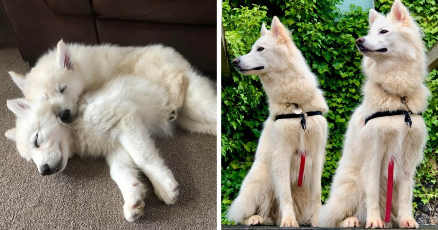 Замечательные фотографии в сравнении до и после того, как милые щеночки превратились в шикарных собачищ