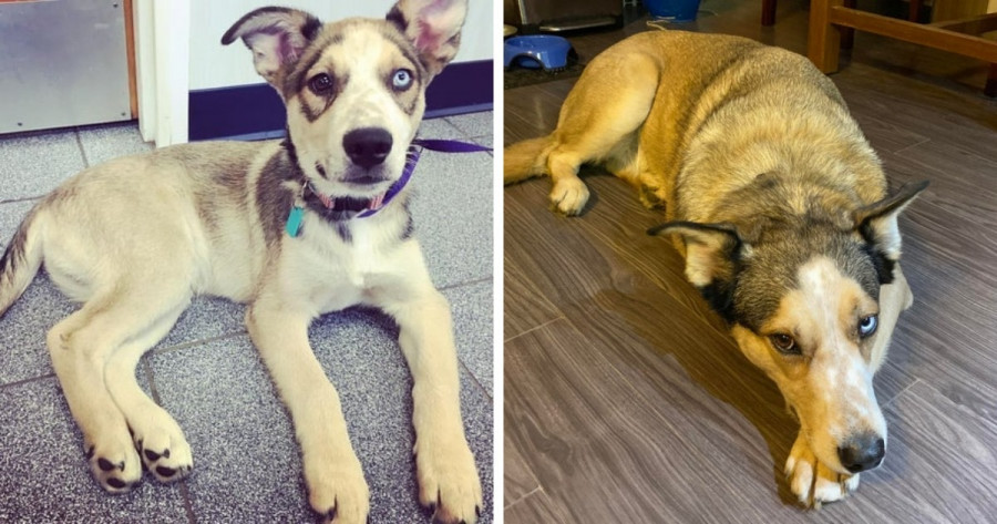 Замечательные фотографии в сравнении до и после того, как милые щеночки превратились в шикарных собачищ
