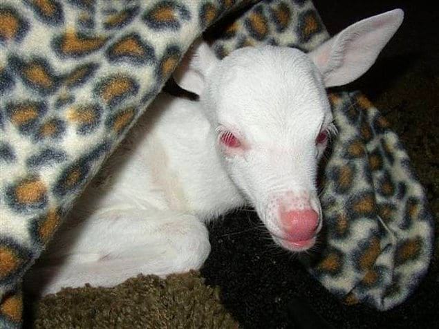 Животные альбиносы: 14 примеров, которые которые не на шутку вас удивят