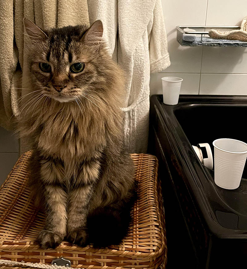 18 балованных котов, которые считают, что человек – это всего лишь прислуга в доме