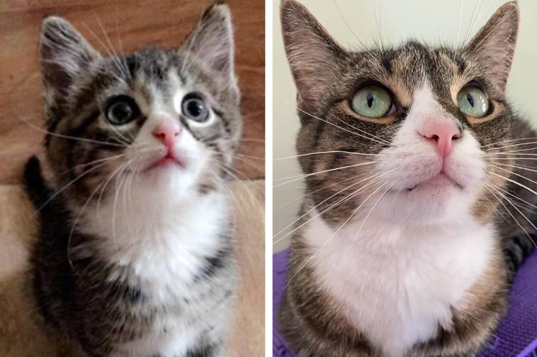 18 фото, которые наглядно покажут, что наши любимые кошки взрослеют быстрее, чем хотелось бы