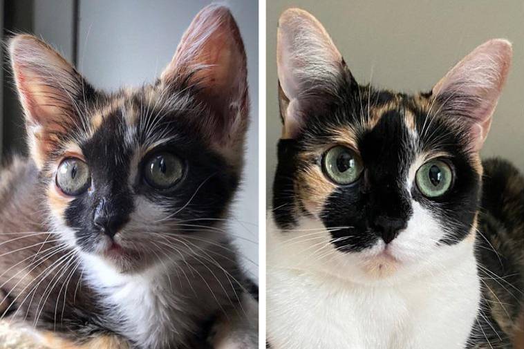 18 фото, которые наглядно покажут, что наши любимые кошки взрослеют быстрее, чем хотелось бы