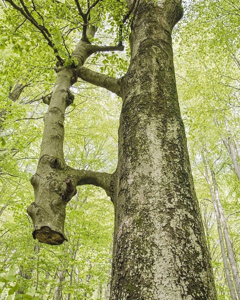 Дерево, которое служит ярким примером для людей