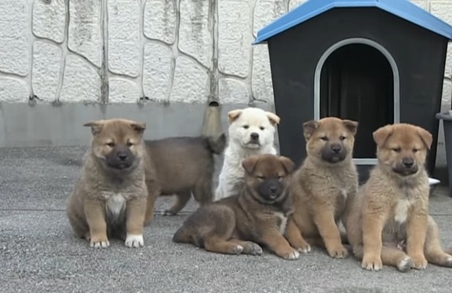 История собаки и ее крохотных детишек, которые пришли в дом к незнакомцу
