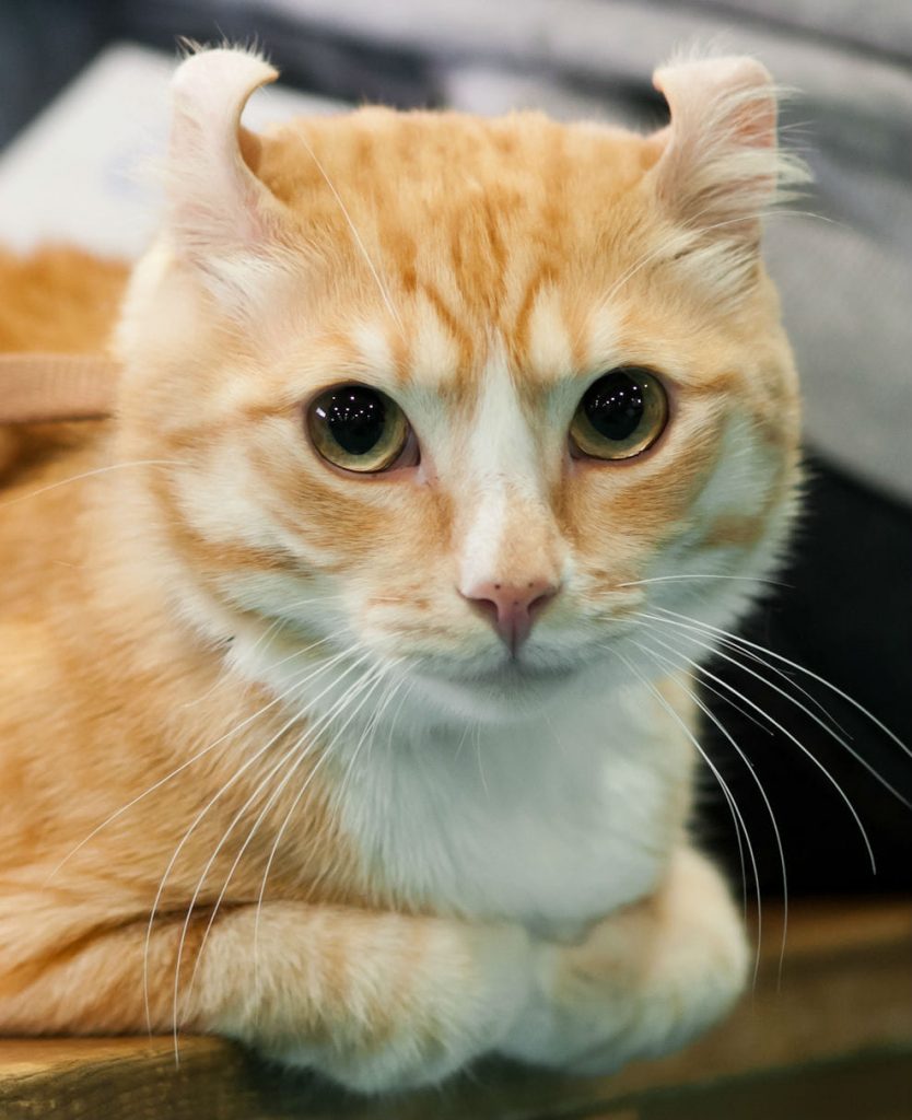 Кошка с загнутыми назад ушами — Американский керл