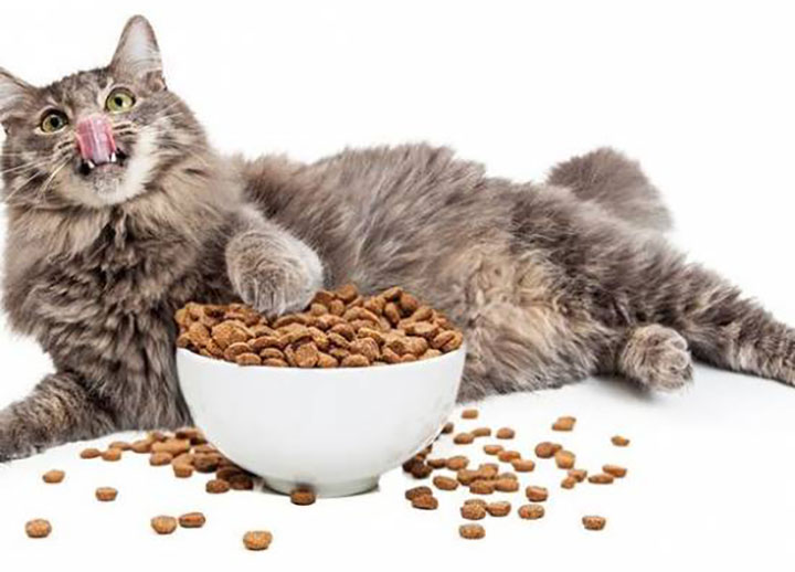 Людям лучше не читать! 10 правил питания кота