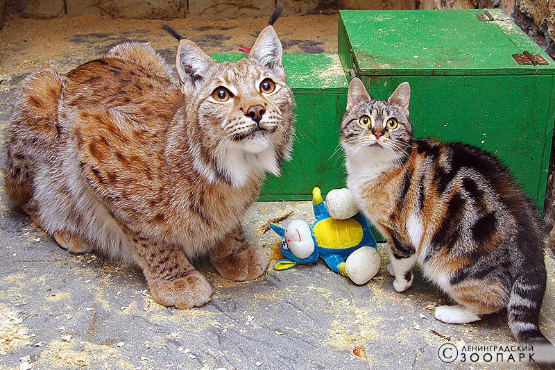 Необычная дружба дикой рыси и обычной кошки, которые вместе выросли и до сих пор неразлучны