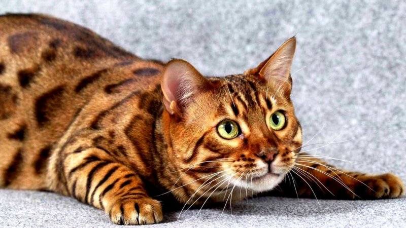 Они поражают своей красотой: редкие породы домашних кошек