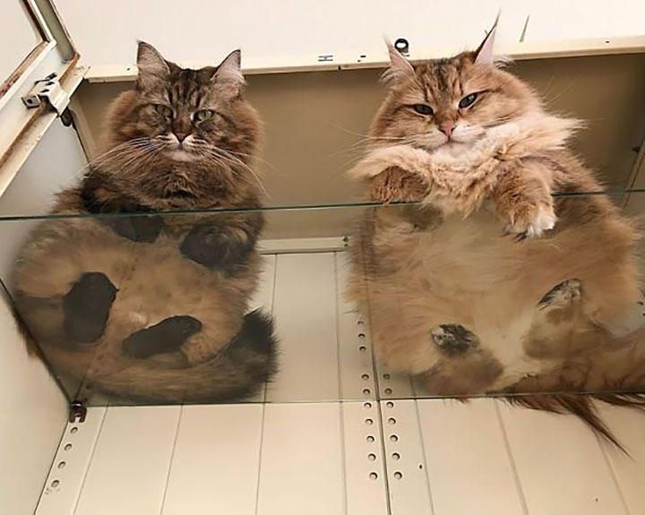 Почему каждому, у кого есть кот, необходим стеклянный стол