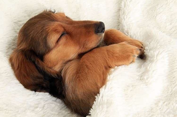 Подборка собак, которые придумали, что ваша кровать именно для них и предназначена