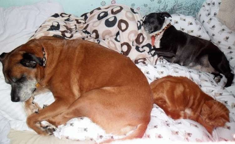 Подборка собак, которые придумали, что ваша кровать именно для них и предназначена