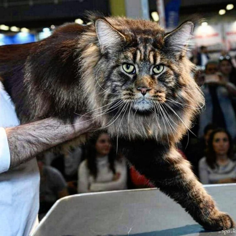 Самый длинный домашний кот в мире! Официально!