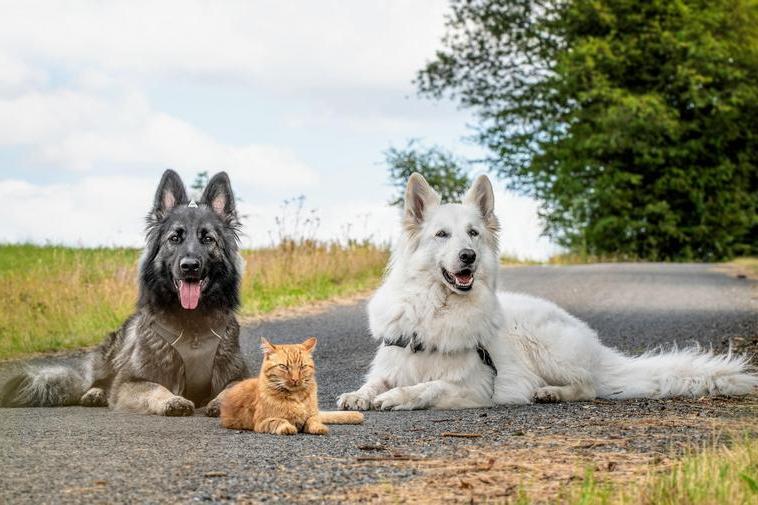 16 примеров большой дружбы, которые разрушат стереотип о вражде между кошками и собаками