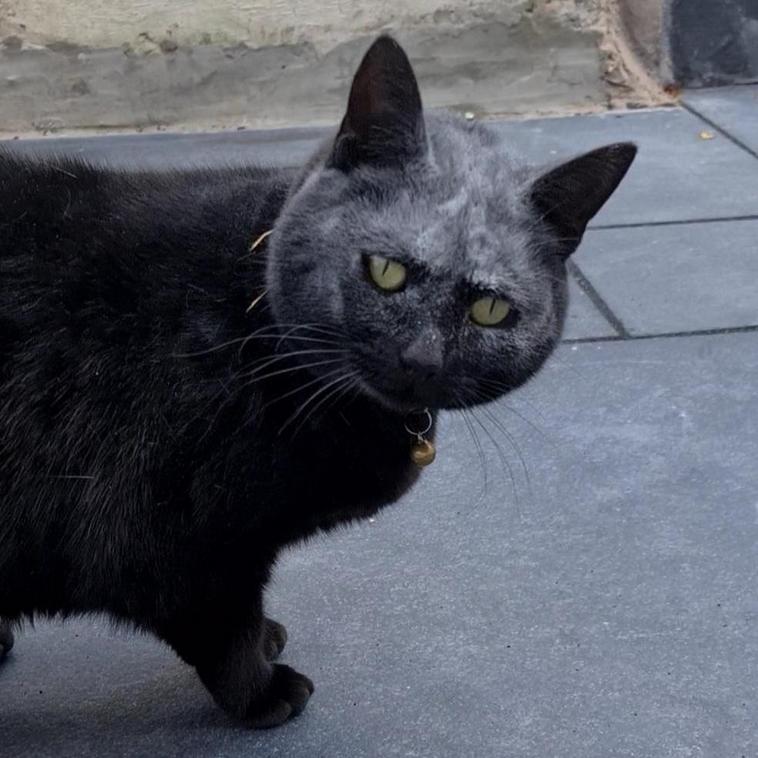 18 черных-пречерных котов, которые докажут, что все суеверия про них — это вздор