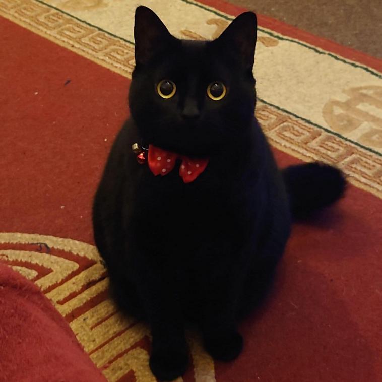 18 черных-пречерных котов, которые докажут, что все суеверия про них — это вздор
