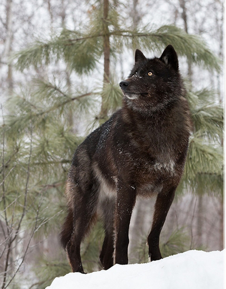 Редчайший черный волк из Миннесоты, которого сумел запечатлеть фотограф фотограф