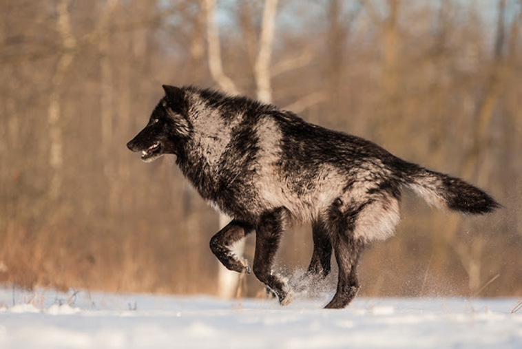 Редчайший черный волк из Миннесоты, которого сумел запечатлеть фотограф фотограф