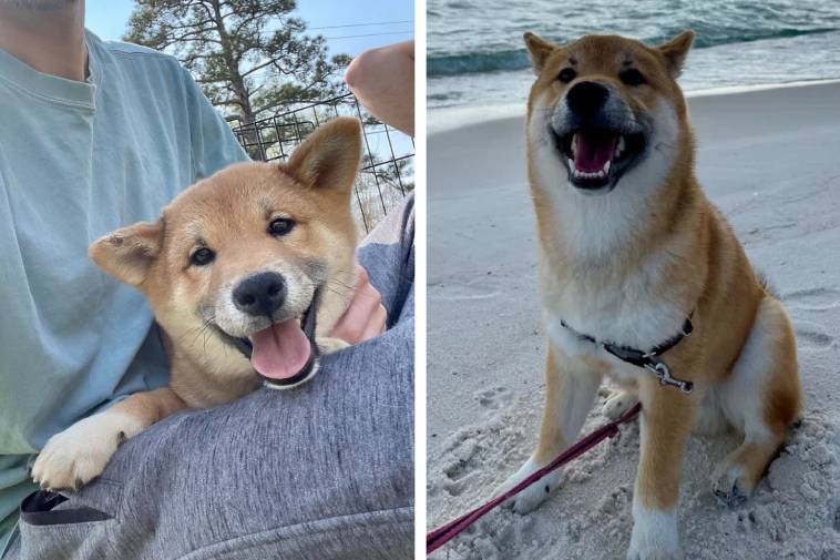 16 пар фотографий, которые покажут, как быстро растут наши любимые собаки