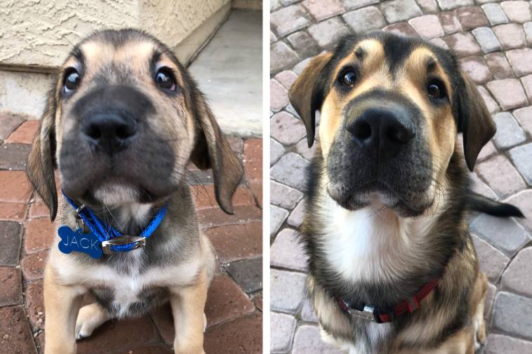 16 пар фотографий, которые покажут, как быстро растут наши любимые собаки