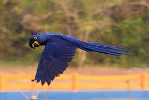 Одни из самых крупных и красивых попугаев в мире — Гиацинтовые ара