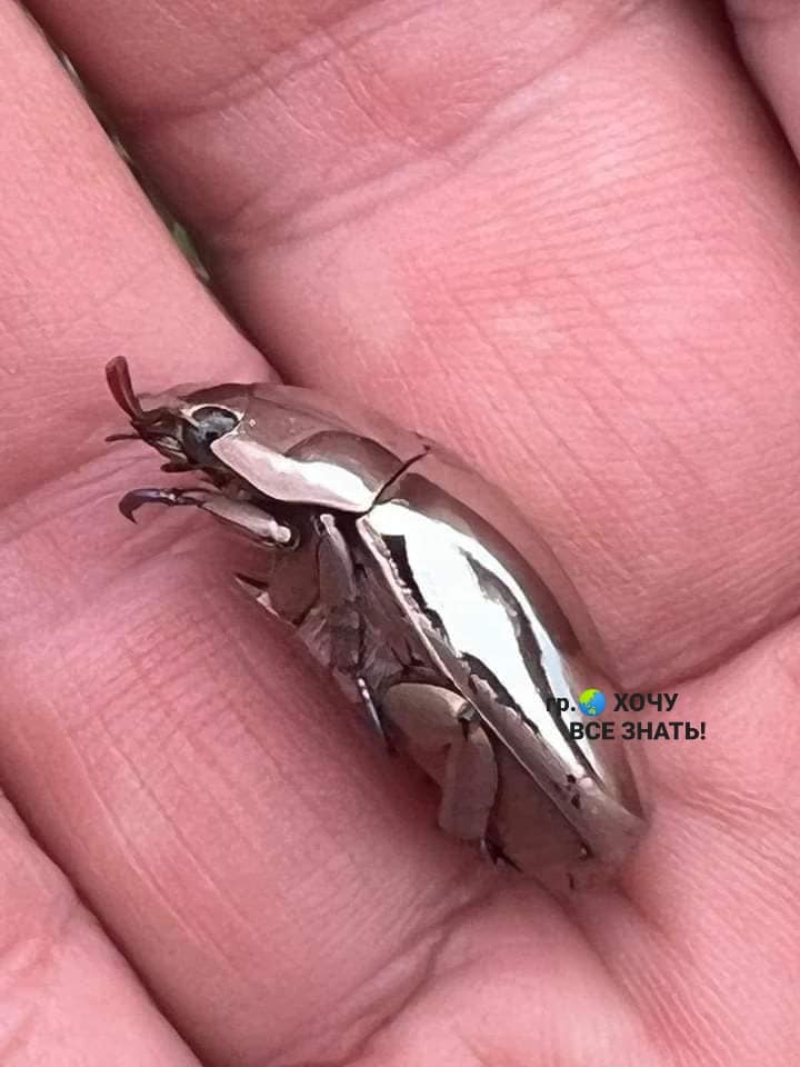 Самые металлические жуки в мире