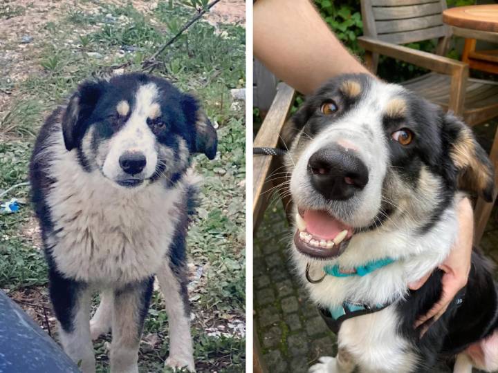 16 собак, которым удалось поймать удачу за хвост, и после тяжелой жизни в приюте попасть в добрые руки