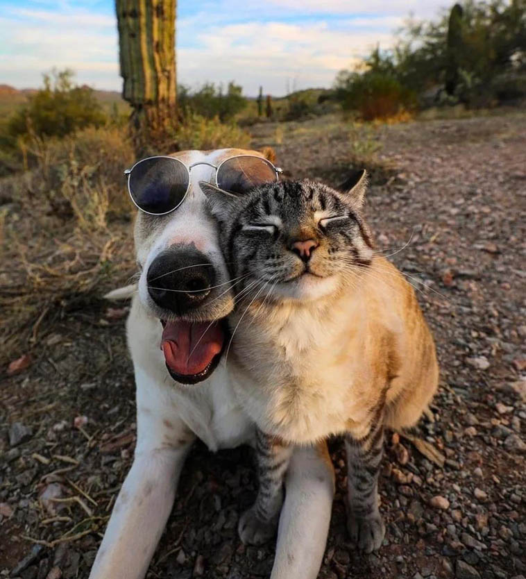 16 умилительных снимков, которые покажут дружбу между животными такой, какая она есть