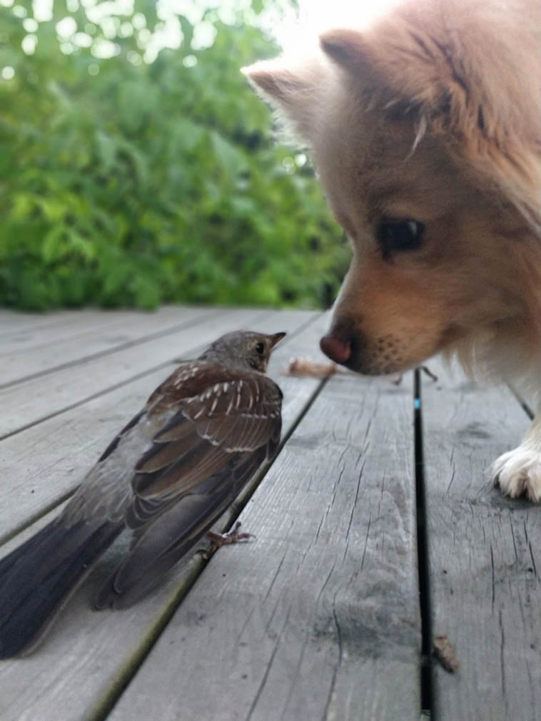 16 умилительных снимков, которые покажут дружбу между животными такой, какая она есть