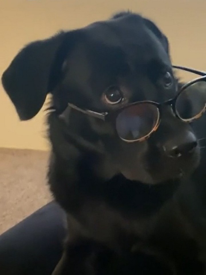 16 животных-очкариков, которым, в отличии от людей, идут все очки без исключения
