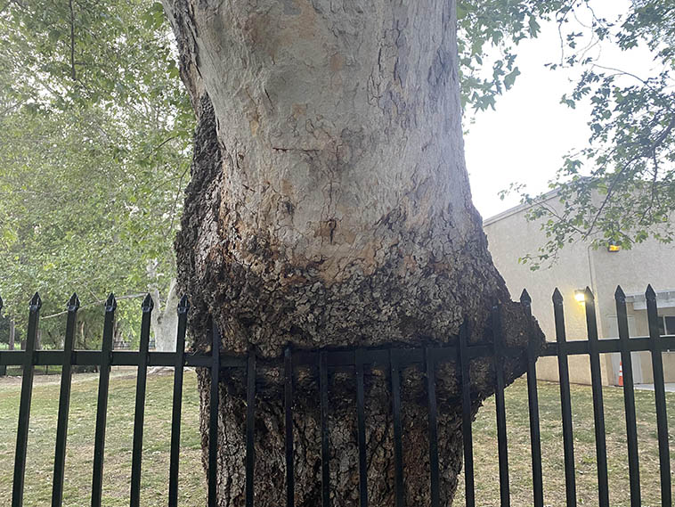 17 прожорливых деревьев, которые целеустремленно пытаются поглотить оставленное человеком лакомство