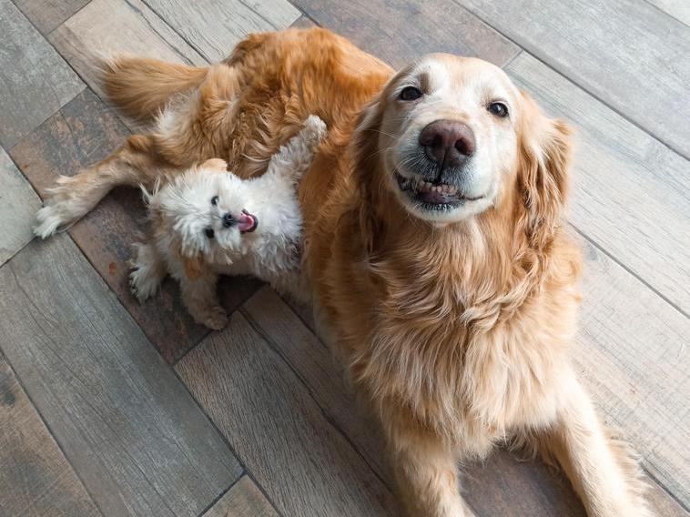 17 веселых собакенов, которые умеют радоваться мелочам, и людям стоит этому у них поучиться