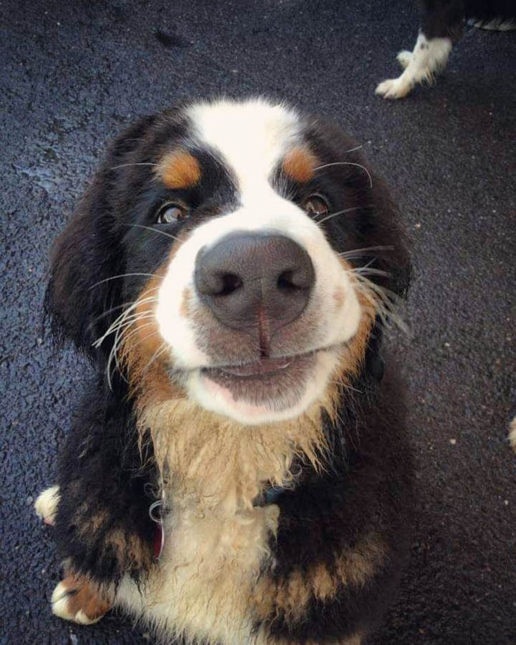 17 веселых собакенов, которые умеют радоваться мелочам, и людям стоит этому у них поучиться