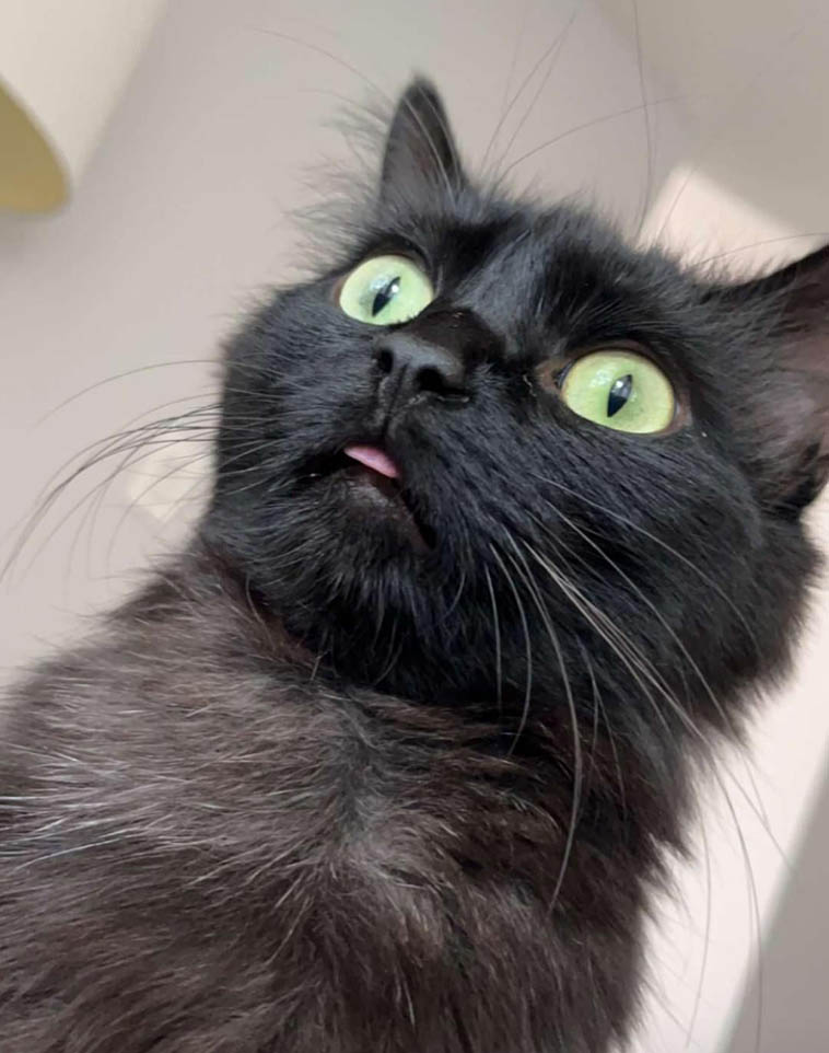 18 прелестных черных котиков, глядя на которых совсем не понятно, почему они стали объектом суеверий