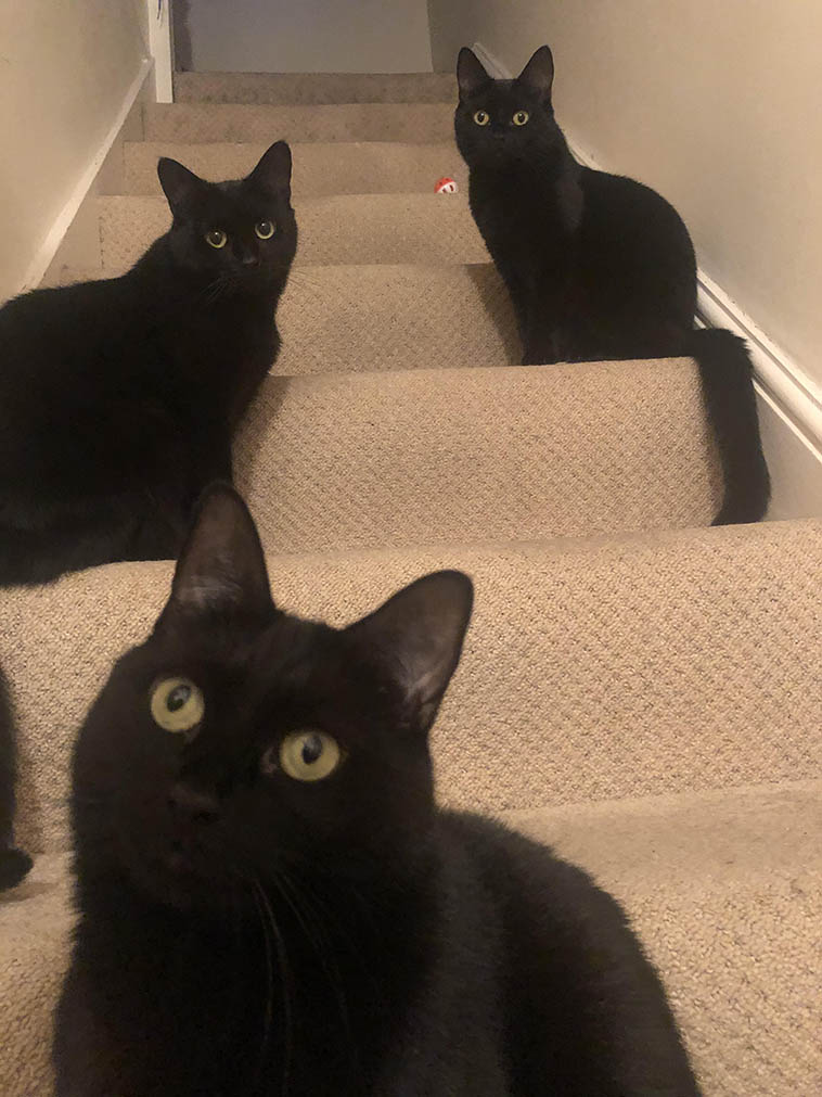 18 прелестных черных котиков, глядя на которых совсем не понятно, почему они стали объектом суеверий