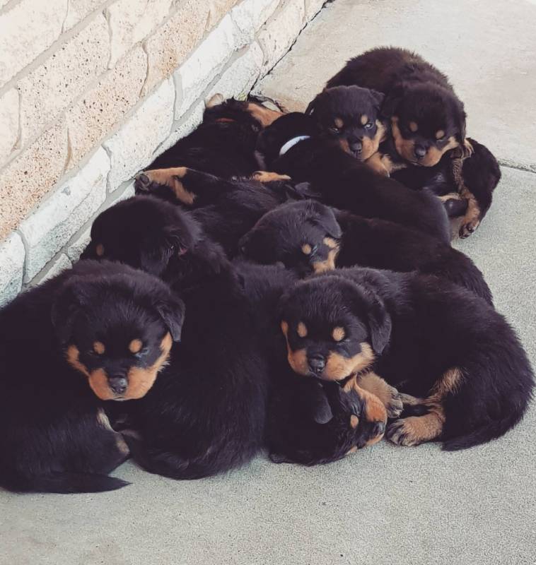 20 очаровательных щенков, глядя которых трудно справиться с желанием потискать их хоть немножко