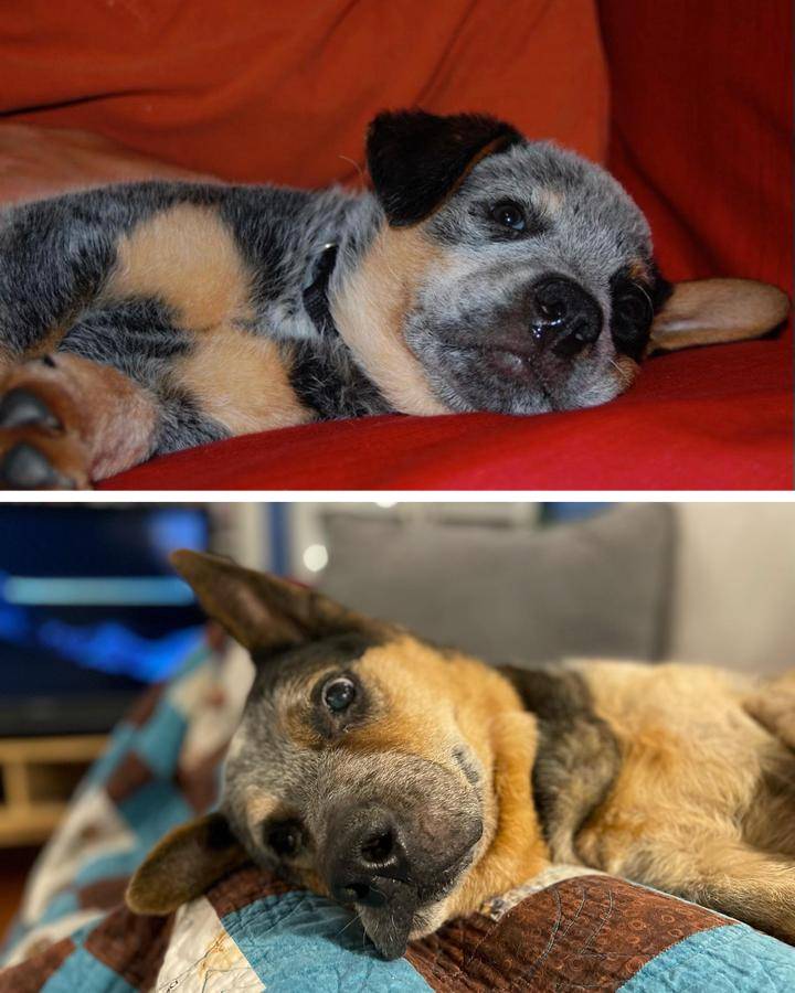 18 примеров, как миленькие щеночки в мгновение ока превращаются во взрослых собак