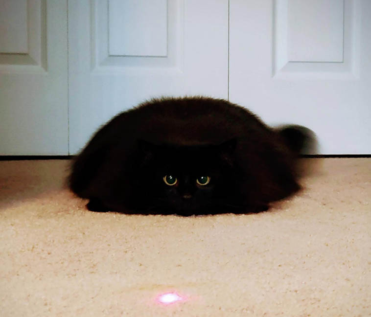 20 черных-причерных котиков, глядя на которых просто диву даешься, почему их связывают с суевериями
