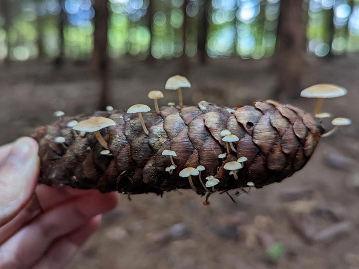 16 необычных находок из уходящего грибного сезона, которыми люди поделились в соцсетях