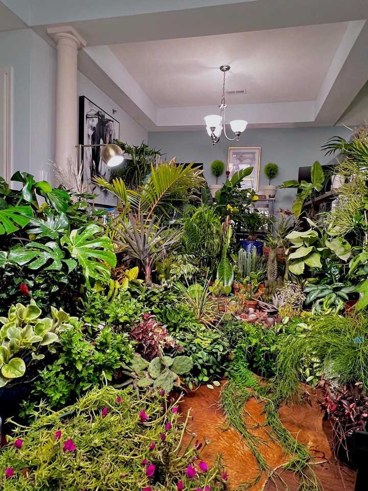 17 комнатных растений, которые обращают на себя внимания даже тех, кто в школе прогуливал ботанику