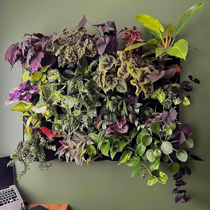 17 комнатных растений, которые обращают на себя внимания даже тех, кто в школе прогуливал ботанику