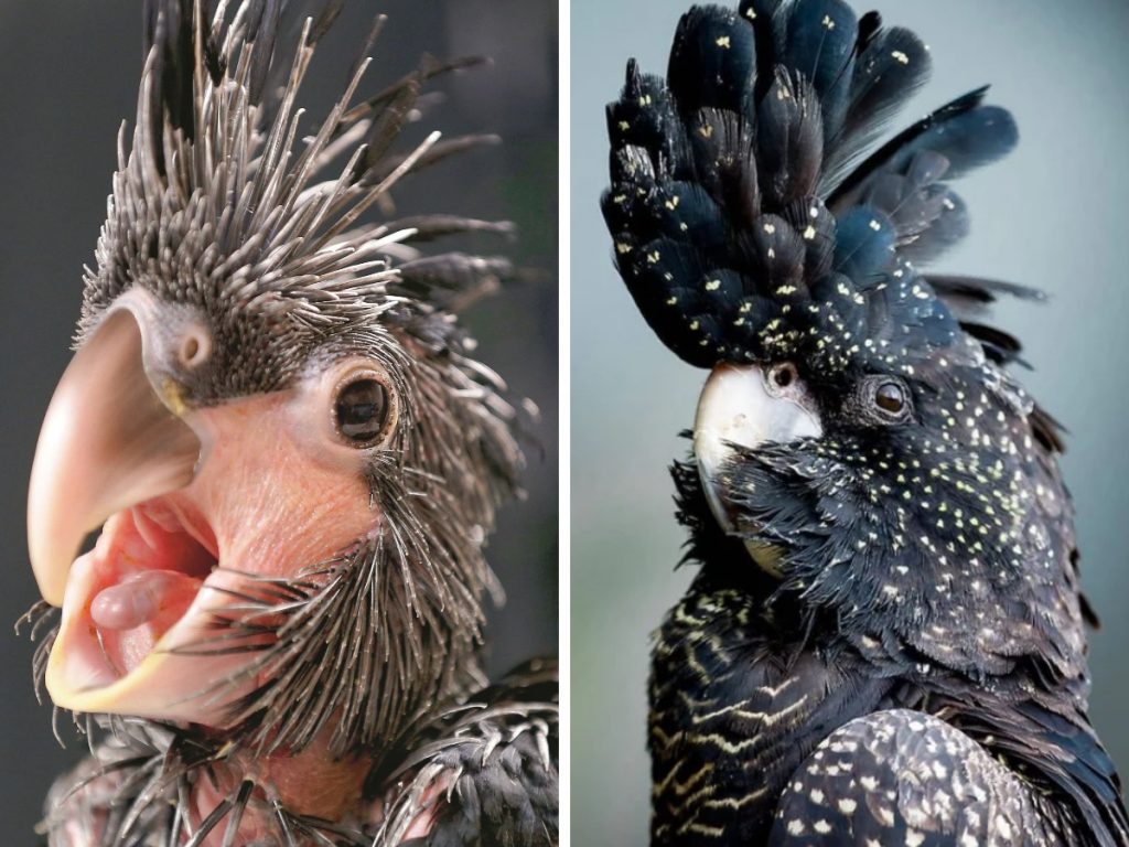 14 удивительных превращений невзрачных птенцов в чудо-птиц