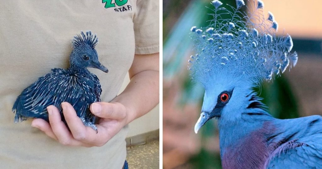 14 удивительных превращений невзрачных птенцов в чудо-птиц