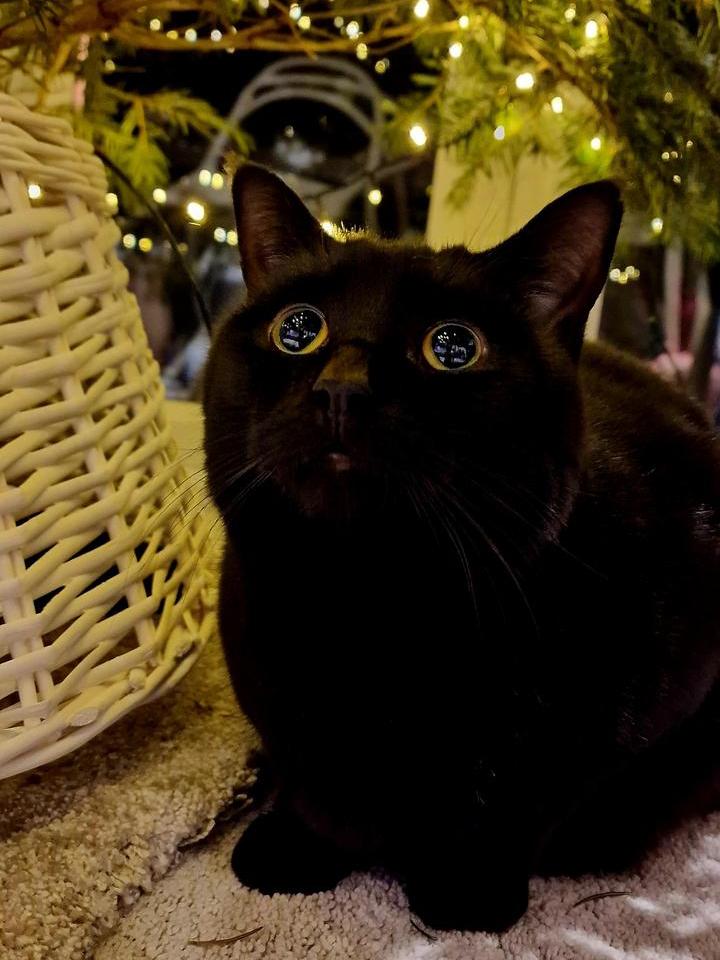 16 черных котиков, которые искренне недоумевают, откуда берутся все эти сплетни про них