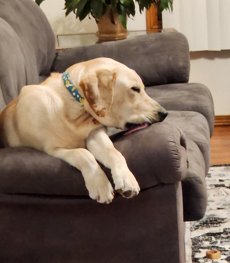 16 показательных примеров, почему в доме, где есть собака, нет места для скуки и уныния