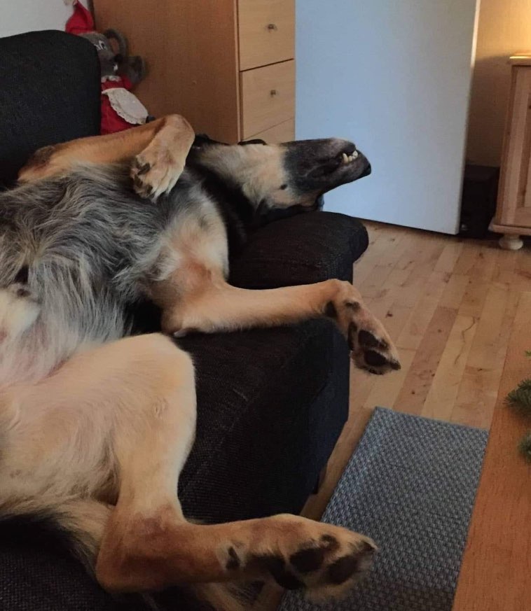 16 показательных примеров, почему в доме, где есть собака, нет места для скуки и уныния