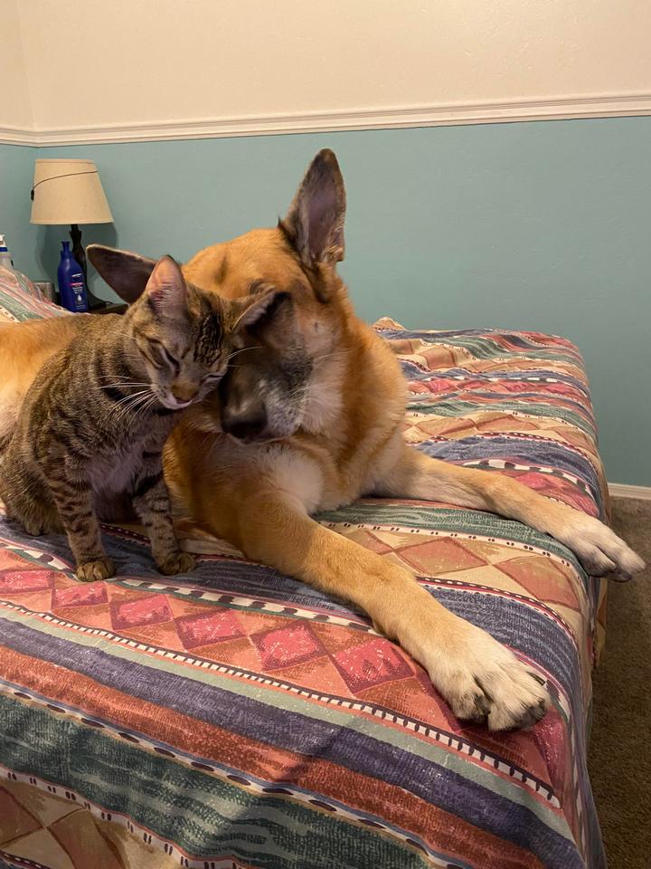 16 случаев, когда между кошкой и собакой завязалась самая искренняя и преданная дружба