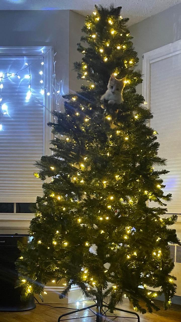 Большая рождественская подборка: 20 фото об извечном противостоянии котов и елок